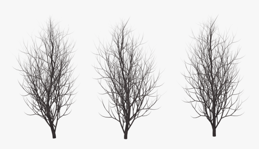 Transparent Trees Winter - Png Winter Tree Silhouette, Png Download, Free Download