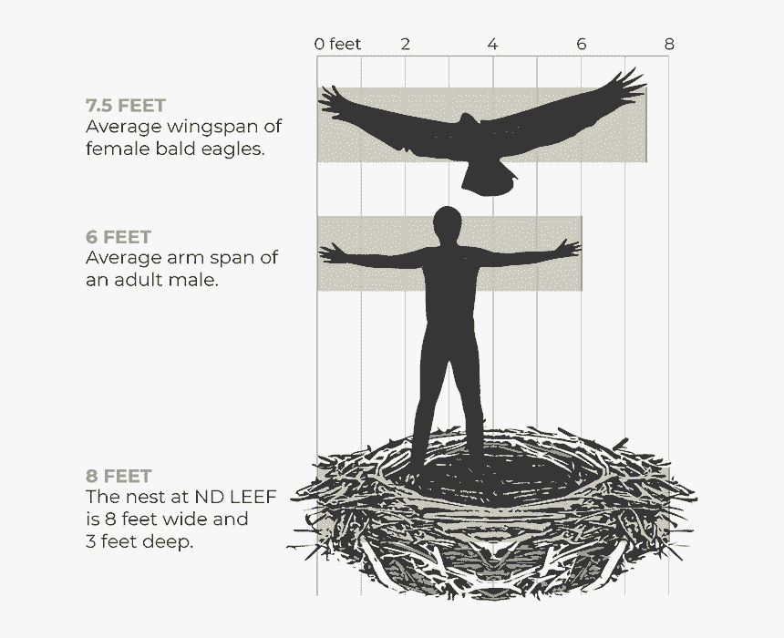 The Average Wingspan Of A Female Bald Eagle Is - Illustration, HD Png Download, Free Download