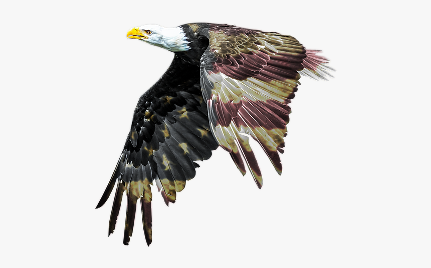 Bald Eagle, Patriotism, American Flag, Freedom - Transparent American Flag Eagle, HD Png Download, Free Download