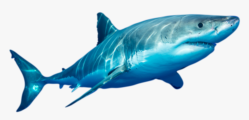 Transparent Sharks Png - Transparent Great White Shark Png, Png Download, Free Download