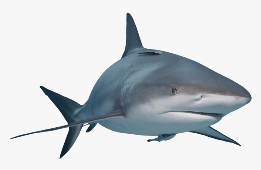 Great White Shark Requiem Sharks Lamniformes Nurse - Bull Shark, HD Png Download, Free Download