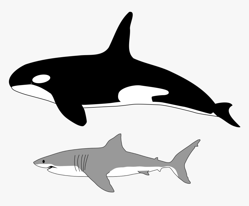 Comparison Of Size Of Orca And Great White Shark - Orca Human Size, HD Png Download, Free Download