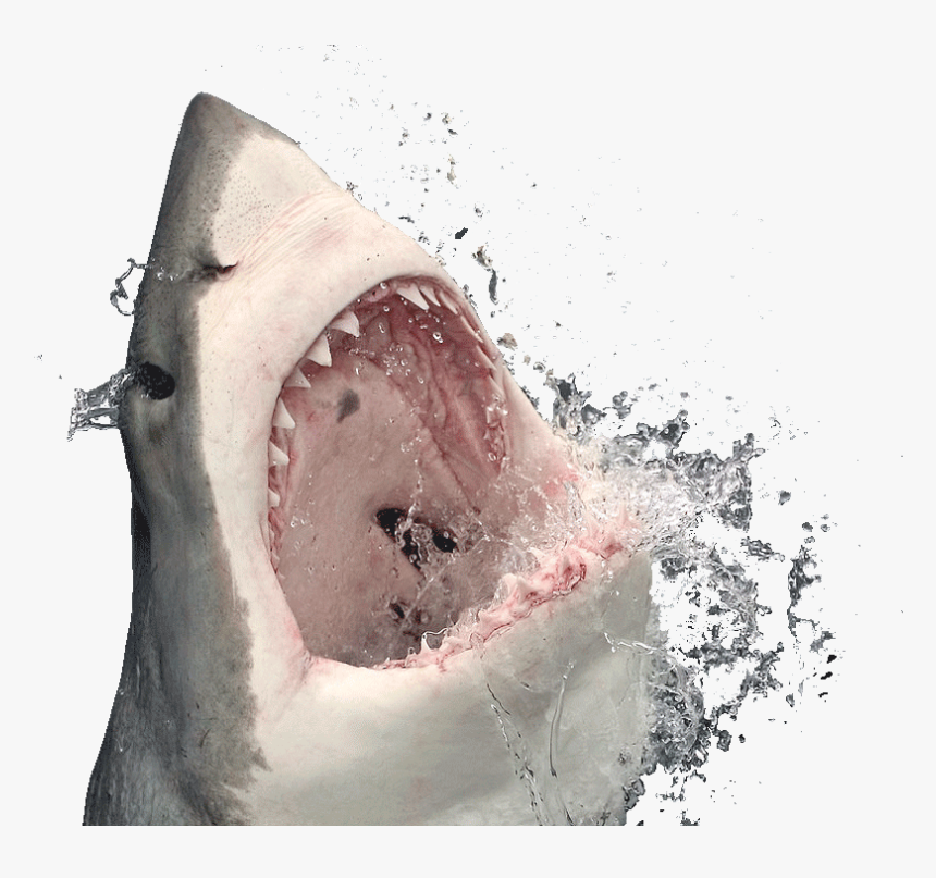 Great White Shark Almanac Scuba Diving - Transparent Transparent Background Shark Png, Png Download, Free Download