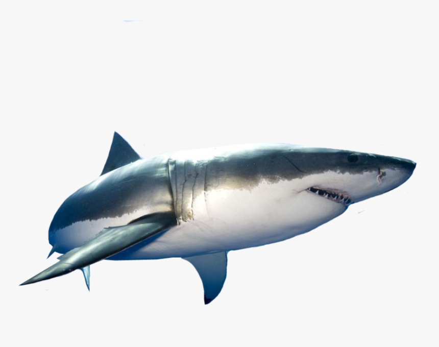 Great White Shark Clear Background, HD Png Download, Free Download