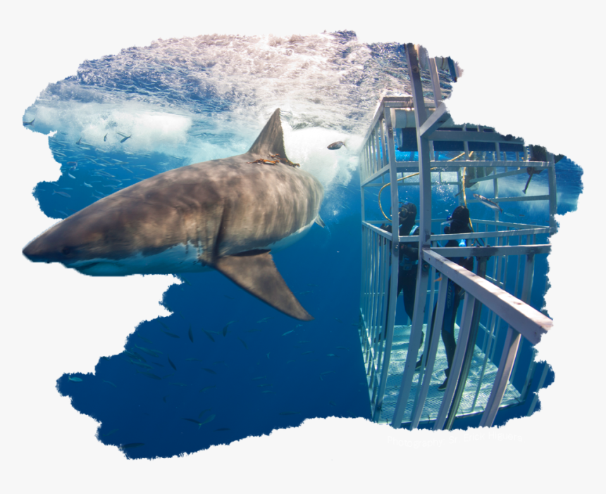 White Shark - Tiburón Blanco, HD Png Download, Free Download