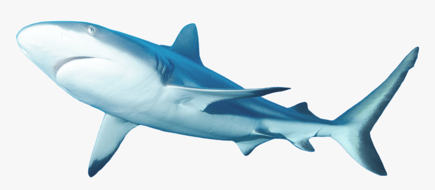 Transparent Shark Png Transparent - Lemon Shark Transparent Png, Png Download, Free Download