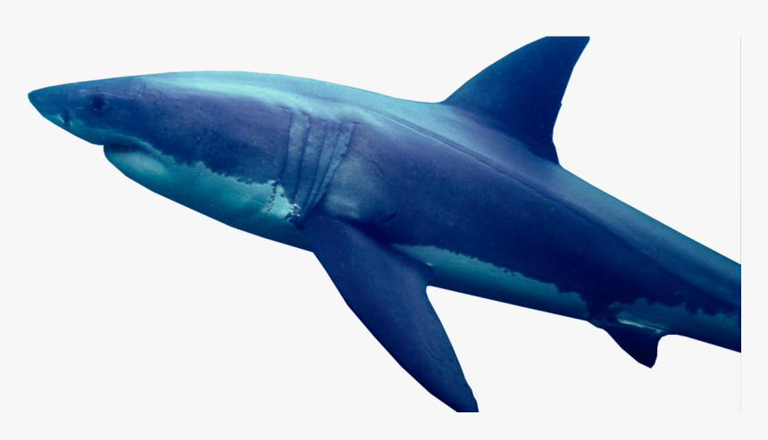 Transparent Great White Sharks, HD Png Download, Free Download