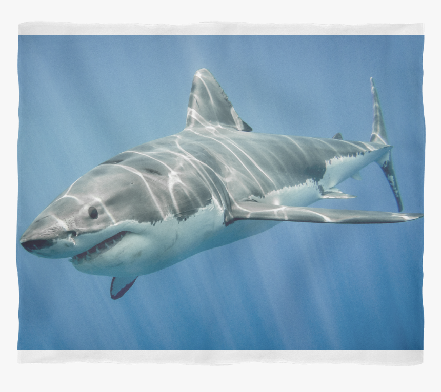 Shark Fish Images Hd, HD Png Download, Free Download