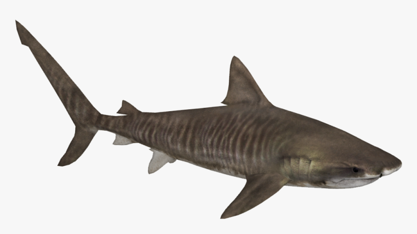 Transparent Png Pictures Free - Tiger Shark Shark Png, Png Download, Free Download