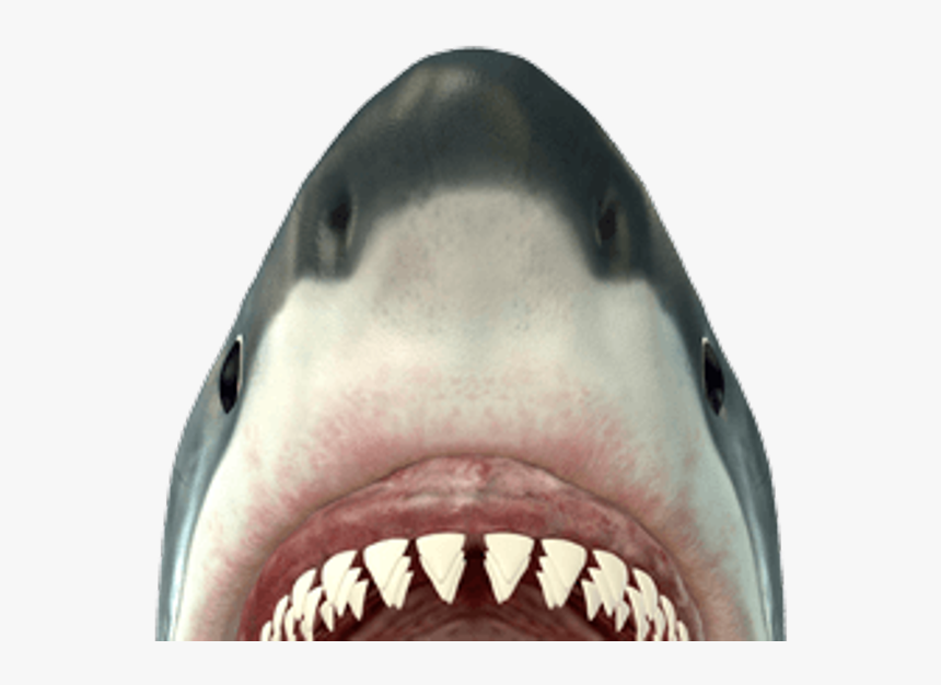 Shark Head Png - Shark Mouth Png, Transparent Png, Free Download