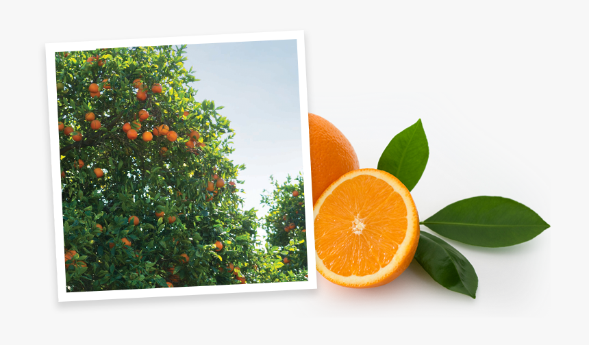 Simply Beverages Orange Grove - Rangpur, HD Png Download, Free Download