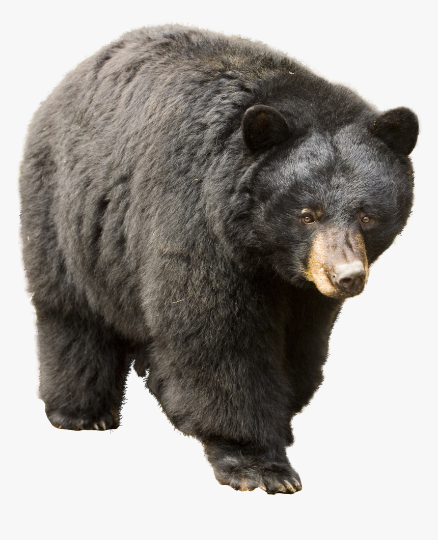 Bear Icon Clipart - Asian Black Bear Png, Transparent Png, Free Download