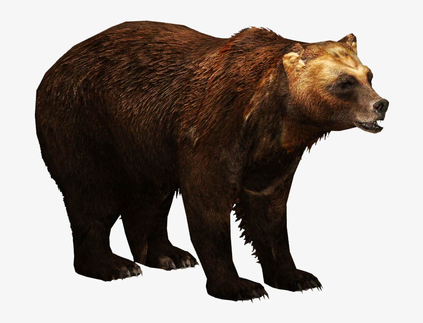 Kamchatka Brown Bear - Brown Bear Png, Transparent Png, Free Download