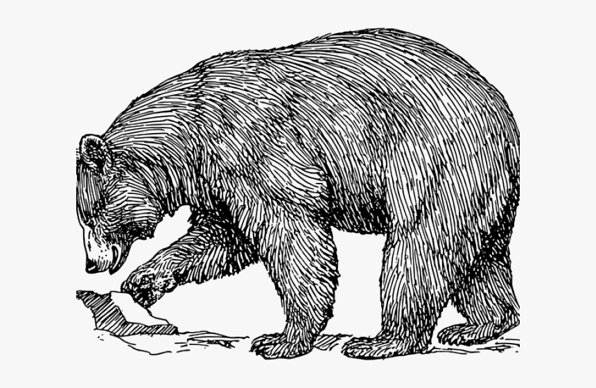 Black Bear Outline Black Bear Line Drawing HD Png Download Kindpng