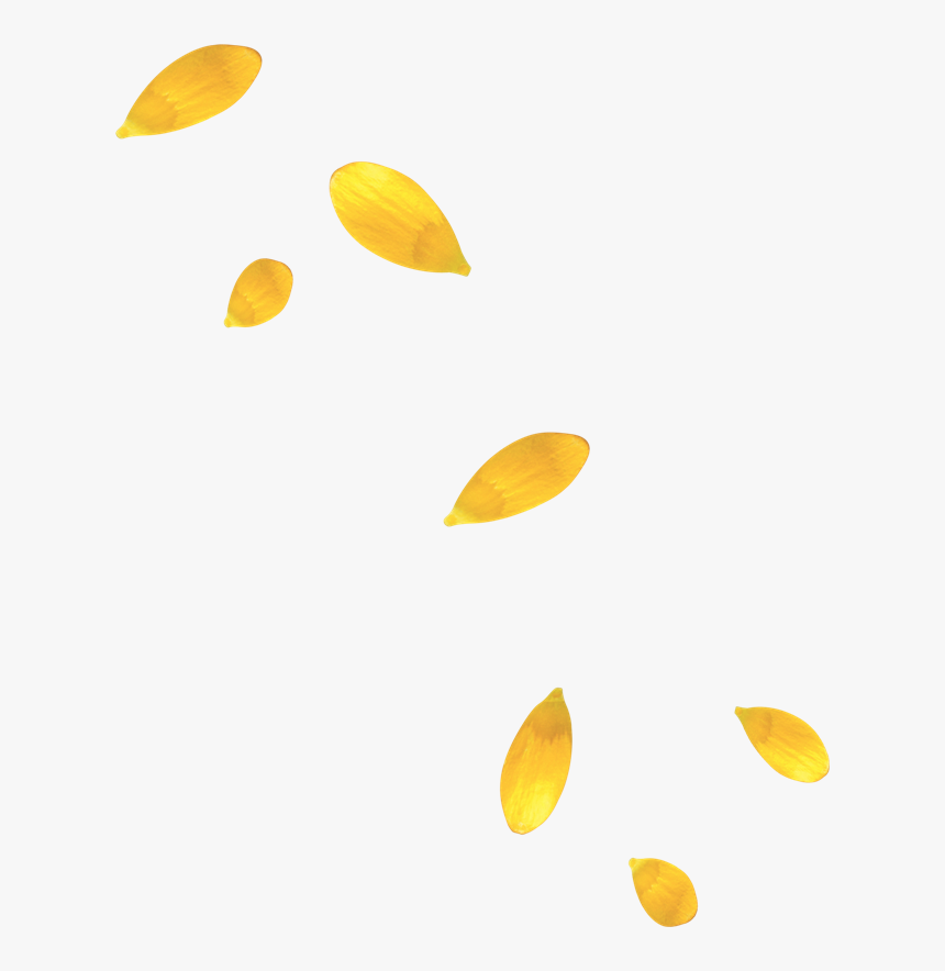 Transparent Rose Petals Png - Yellow Flower Petals Transparent, Png Download, Free Download