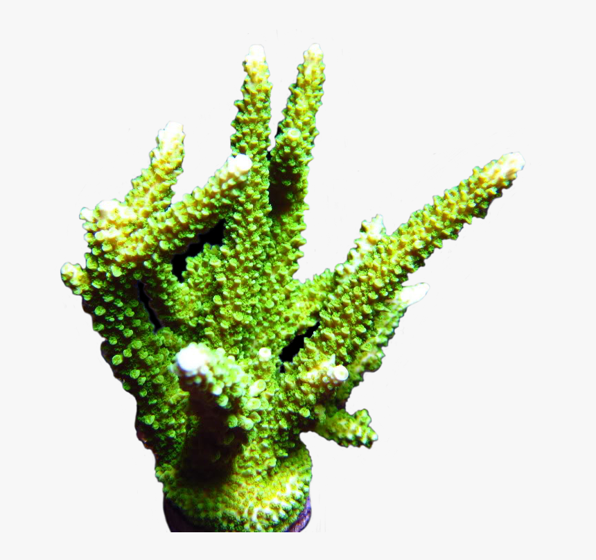 Green Slimer Acropora - Tree, HD Png Download, Free Download