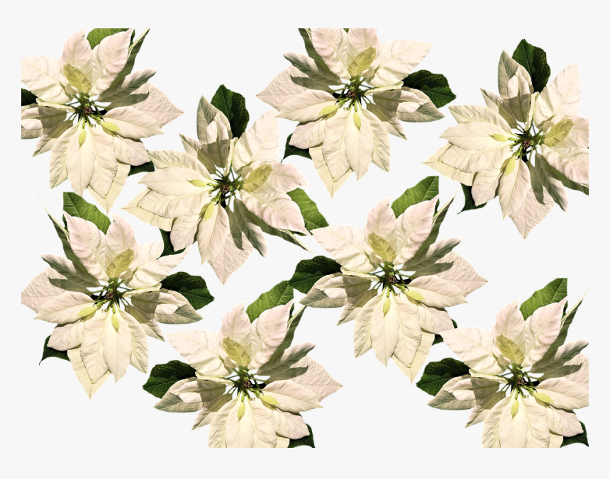 Christmas, Christmas Star, Poinsettia, Advent - Christmas Poinsettias On Transparent Background, HD Png Download, Free Download