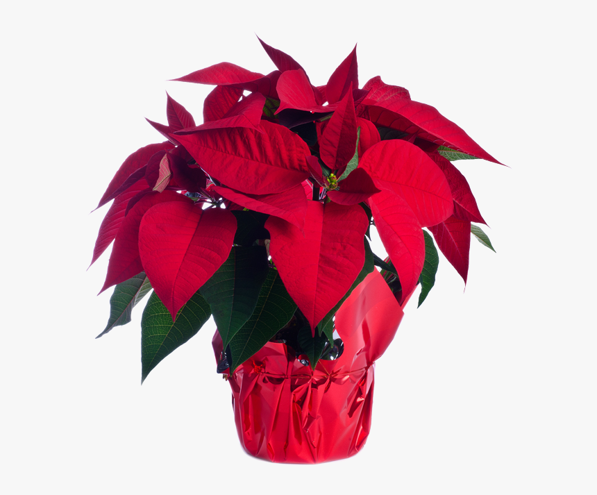 Poinsettia, HD Png Download, Free Download