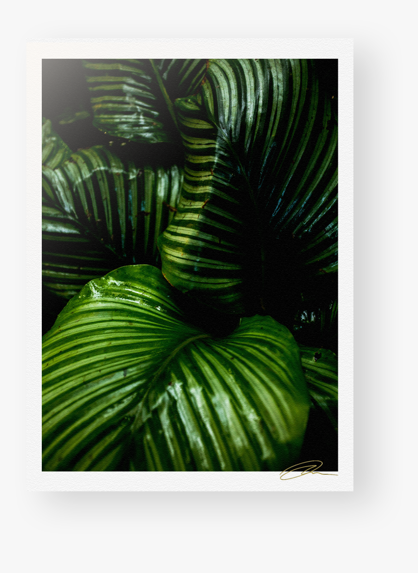 Transparent Tropical Plants Png - Rainforest, Png Download, Free Download