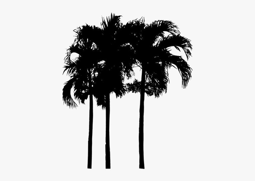 Tropical Plants Png Transparent Images - Palm Tree Elevation Png, Png Download, Free Download