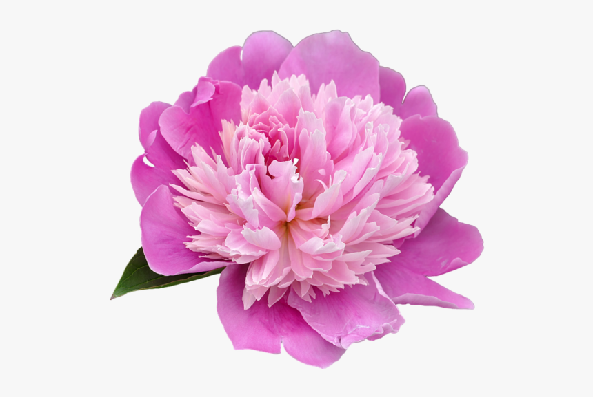 Peony Png Transparent Picture - Peony Png, Png Download, Free Download