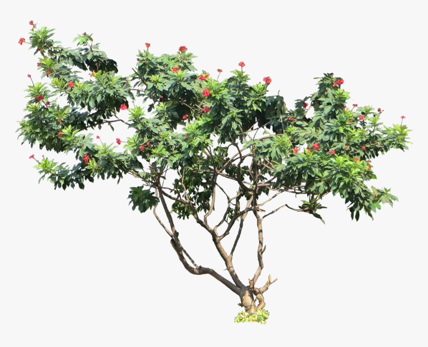 Transparent Shrub Png - Jatropha Png, Png Download, Free Download