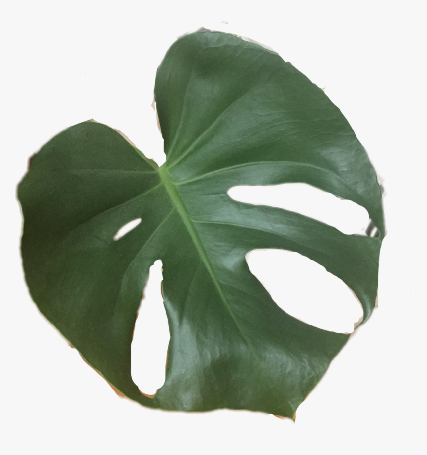 #plant #leaf #tropical #plants #cactus#freetoedit - Transparent Background Tropical Flower Flower Transparent, HD Png Download, Free Download