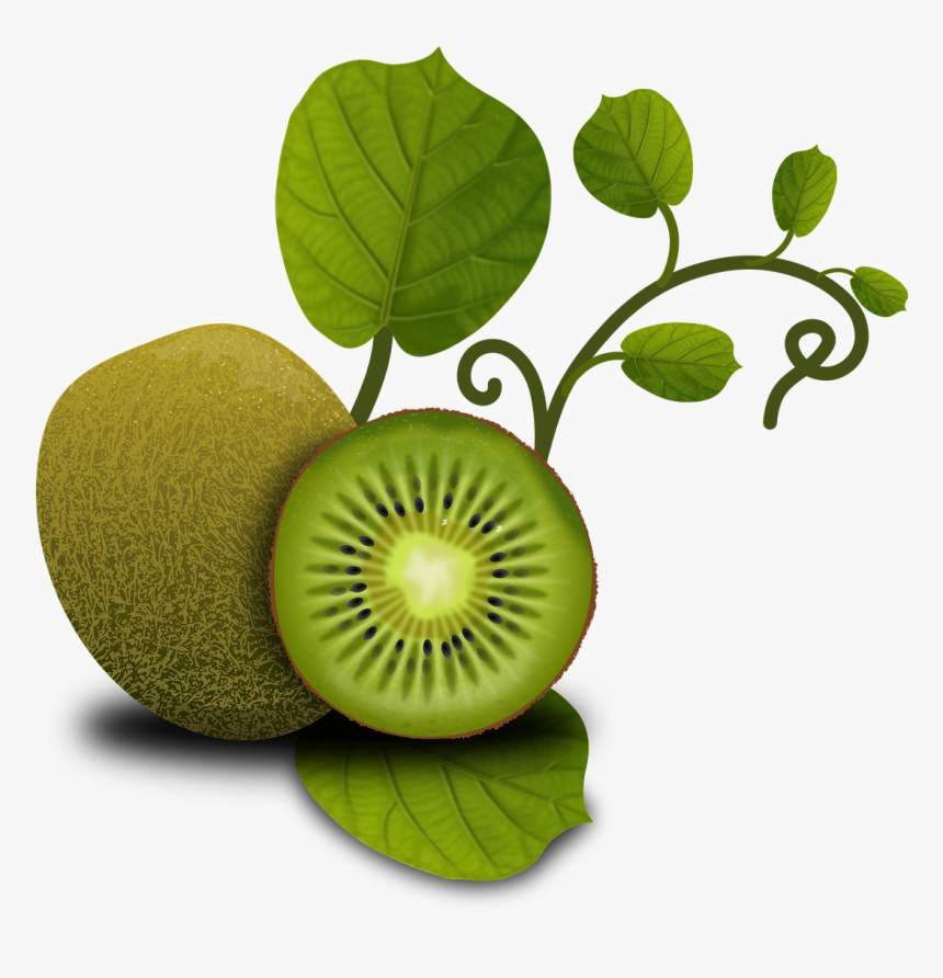 Fruits Kiwi Tropical Free Picture - Kiwi Leaves No Background, HD Png Download, Free Download