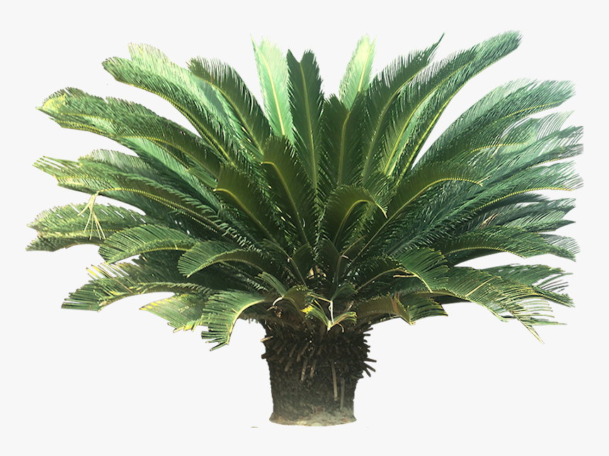 Tropical Palm Plants - Sago Palm Png, Transparent Png, Free Download
