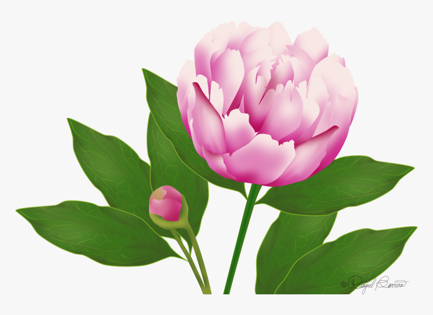 Wordpress Website Blog Peony, HD Png Download, Free Download