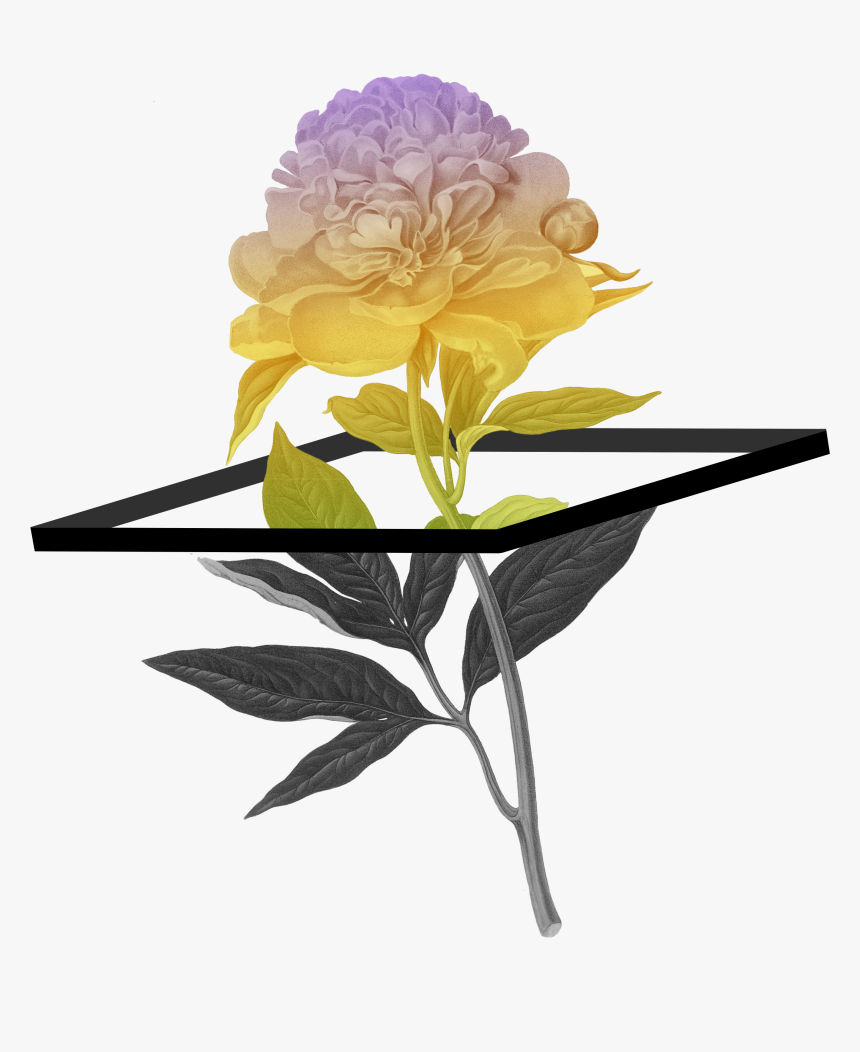 Botanical Flower Illustration Peony, HD Png Download, Free Download