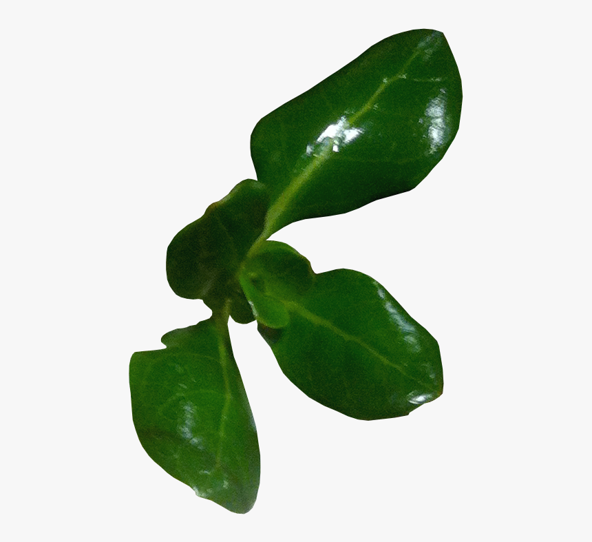 Transparent Leafs Png - Pittosporaceae, Png Download, Free Download