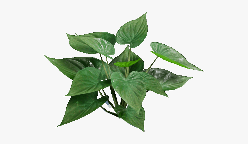 Leaves - Houseplant, HD Png Download, Free Download