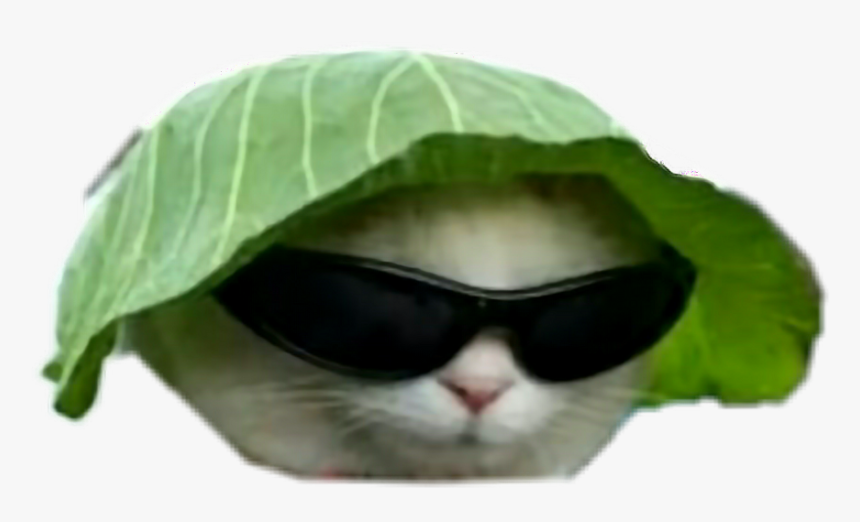 Big Gay Memes Dankmemes Dankmeme Idubbbz Fuckyou - Cat With Sunglasses And Hat, HD Png Download, Free Download