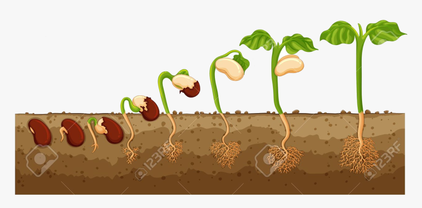 Soil Growing Into Tree Illustration Royalty Free Cliparts - Seed Growing Into A Tree, HD Png Download, Free Download