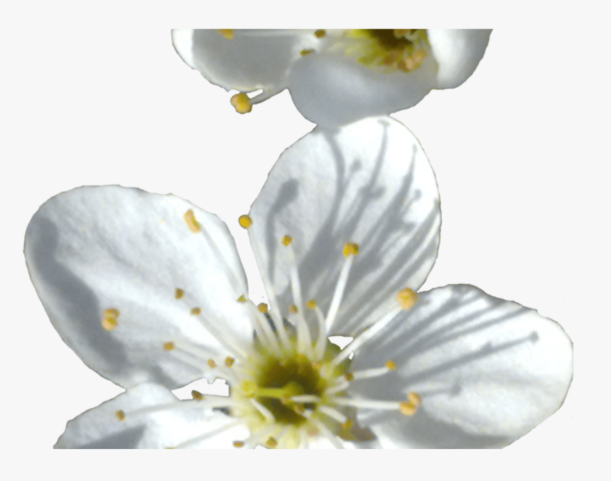 Transparent Spring Flower Png - Transparent Little Flower Png, Png Download, Free Download