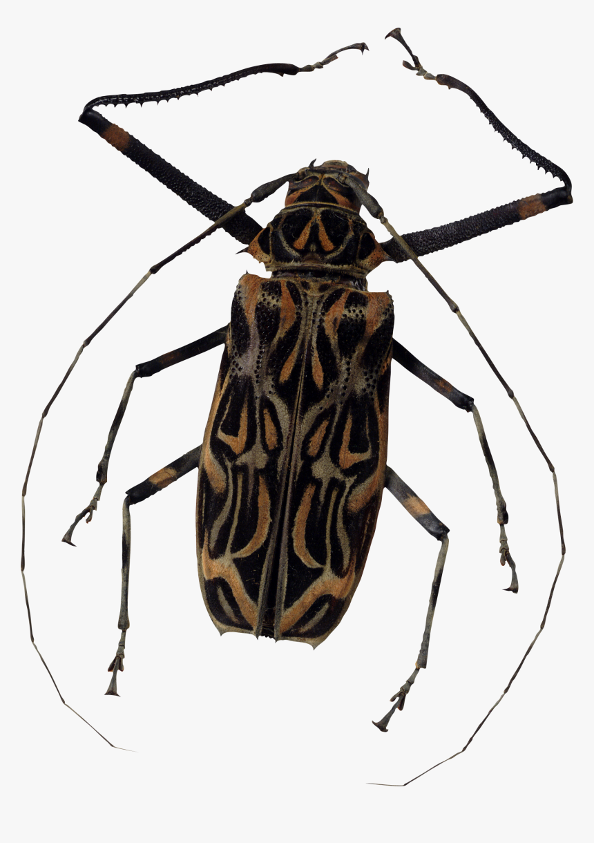3989 - Bugs Png, Transparent Png, Free Download