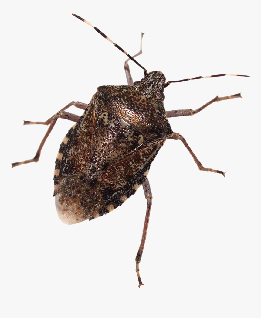 Stink Bug Free Png Image - Brown Marmorated Stink Bug Png, Transparent Png, Free Download