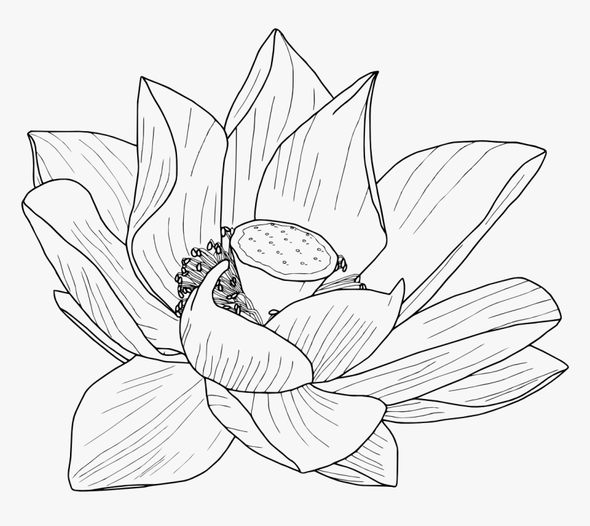 Lotus Flowers Black and White Pencil Sketch Bright Intricate Detail 4k  Quality 500x500 · Creative Fabrica