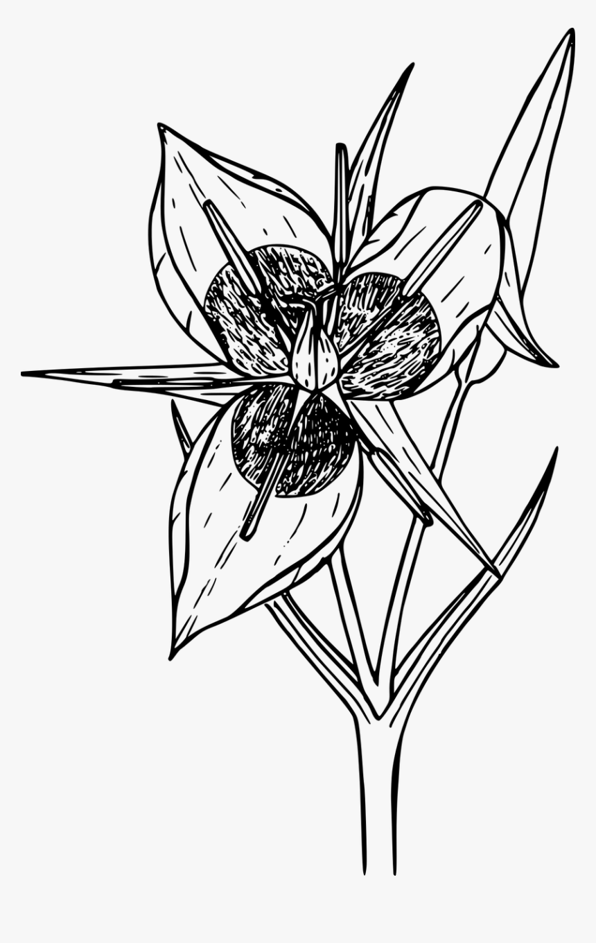 Floral Design Line Art Flower Drawing - Coloring Pages, HD Png Download, Free Download