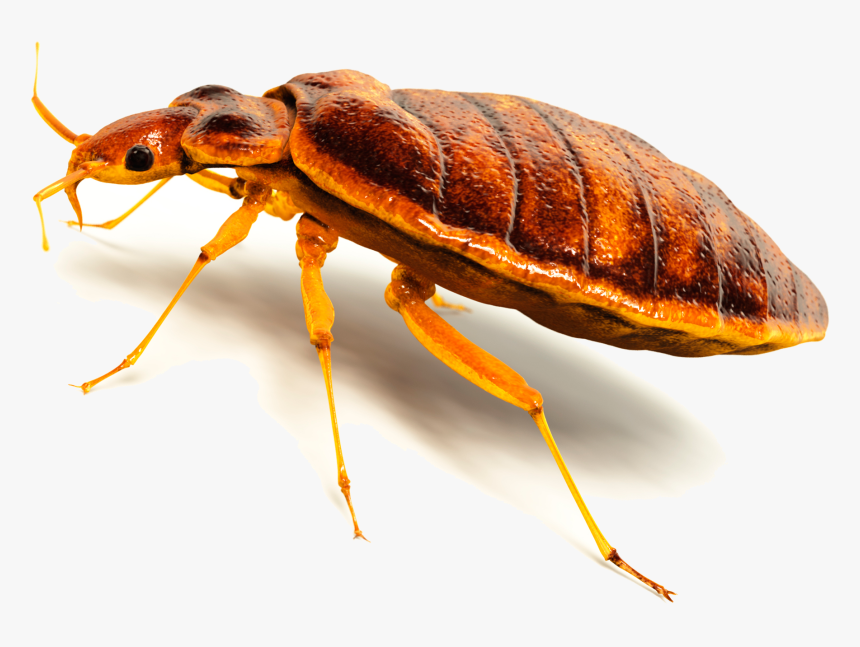 Transparent Background Bed Bug Png, Png Download, Free Download