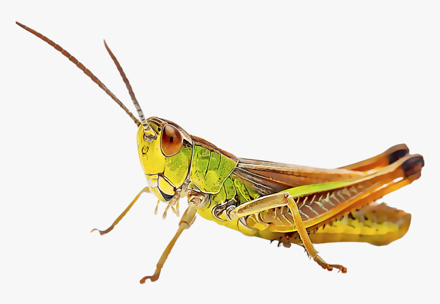 Transparent Cricket Bug Png - Cricket Insect, Png Download, Free Download