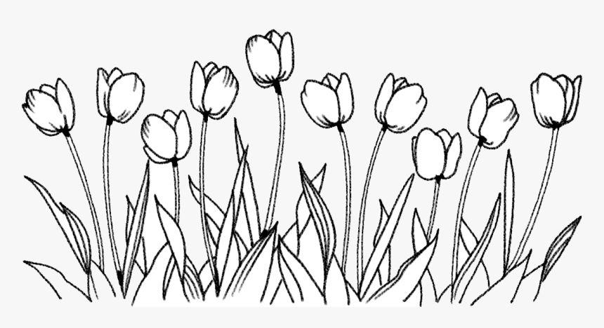 Flower Tulip Coloring Book Line Art Drawing - Flowers Png Transparent Drawing, Png Download, Free Download