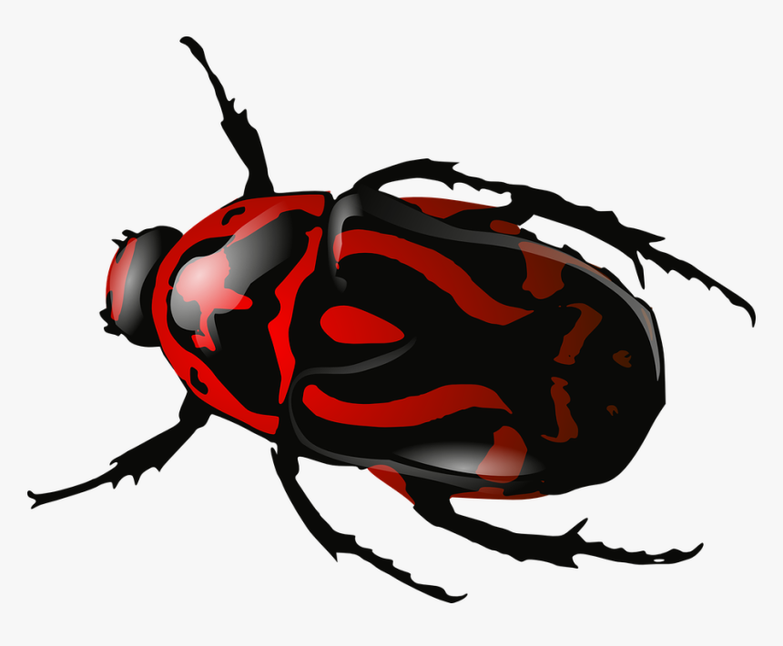 Red-bugs - Beetles Png, Transparent Png, Free Download