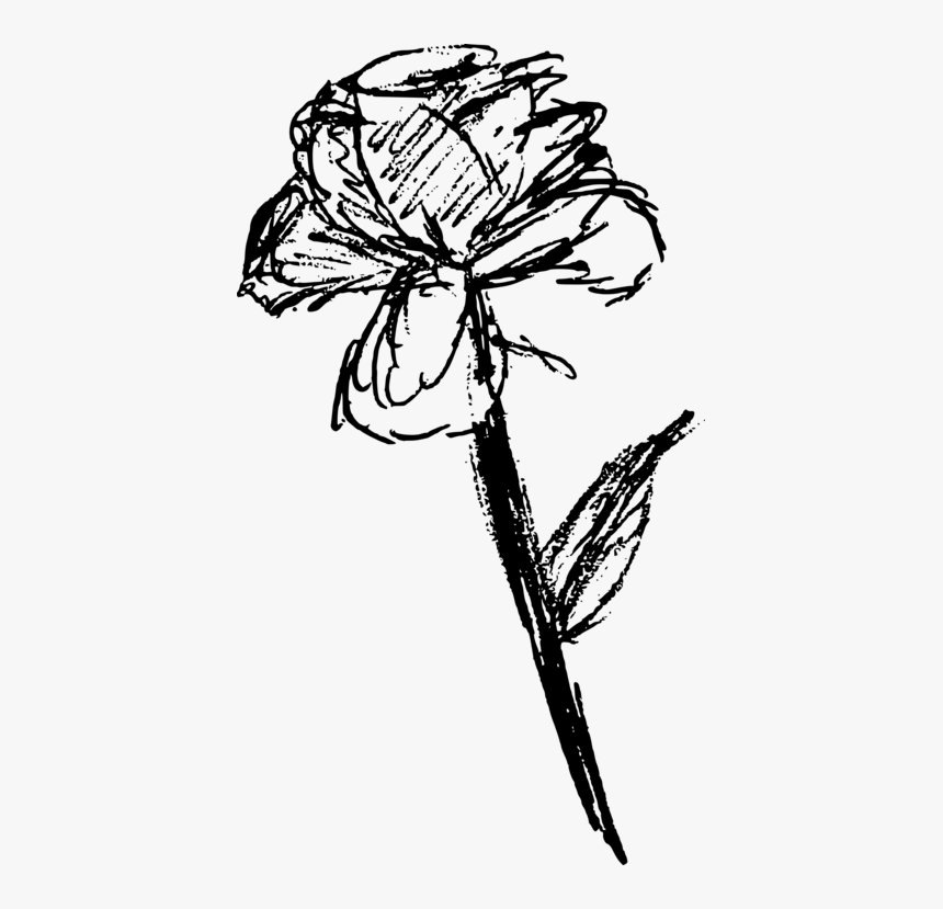 Botany,plant,flower - Free Rose Sketch Png, Transparent Png, Free Download