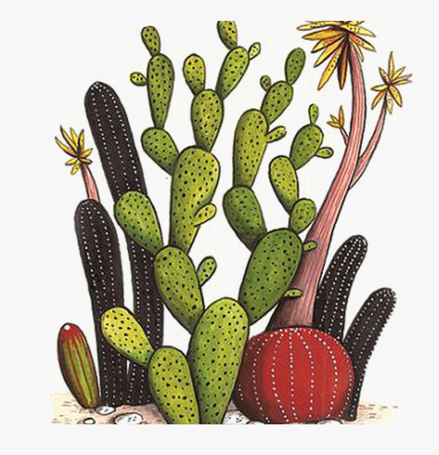 Vector Png Collection - Cacti With Flowers Drawing, Transparent Png, Free Download