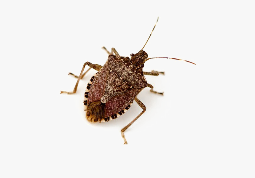 Stink Bug Png Image - Brown Marmorated Stink Bug Png, Transparent Png, Free Download