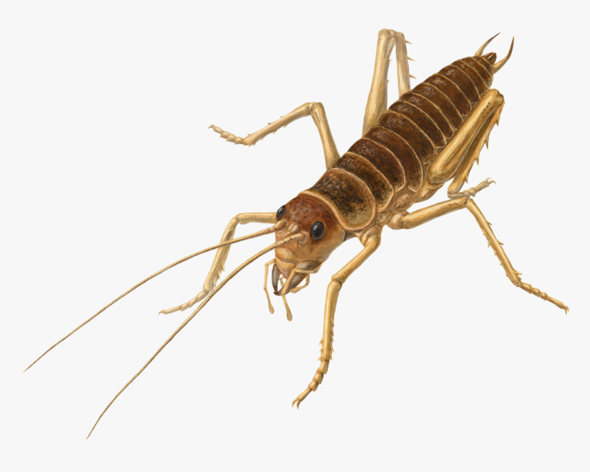 Cricket Insect Png Images - Weta Png, Transparent Png, Free Download