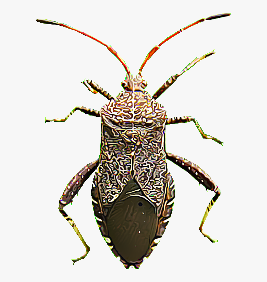 Jewel Beetles, HD Png Download, Free Download