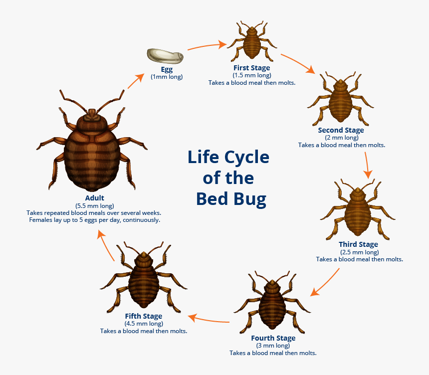 Transparent Bed Bug Png - Bed Bugs, Png Download, Free Download